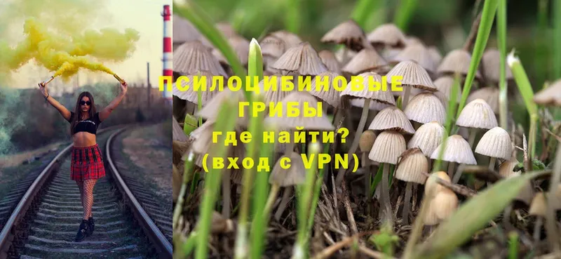 наркотики  Советская Гавань  Псилоцибиновые грибы Psilocybe 